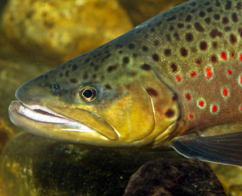 Europ Ische Forelle Bachforelle Flussforelle Fisch Heintges