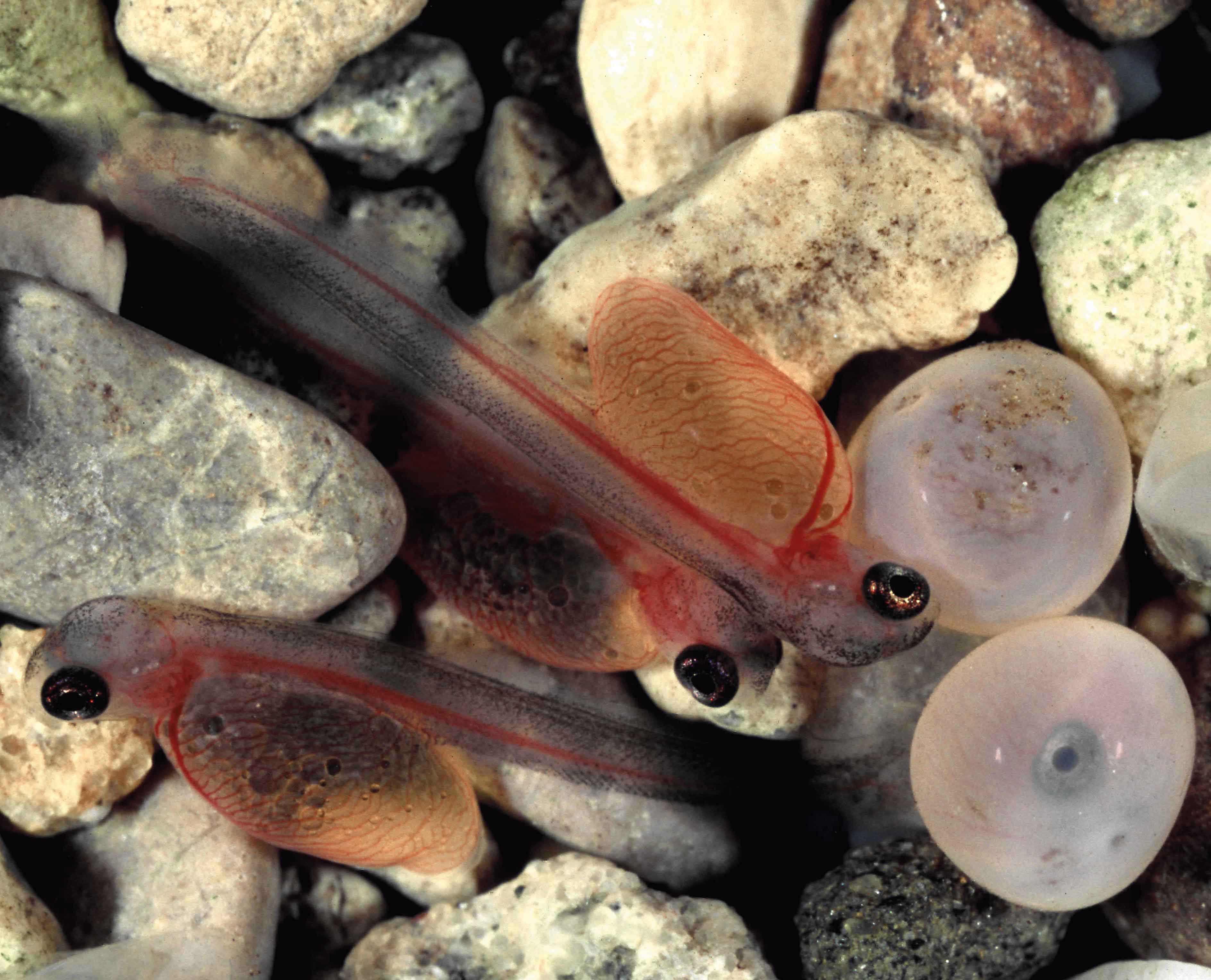 Fortpflanzungssystem der Fische