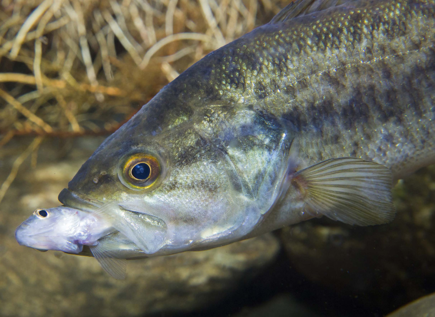 (Amerikanischer) Forellenbarsch Fisch Heintges eLearning