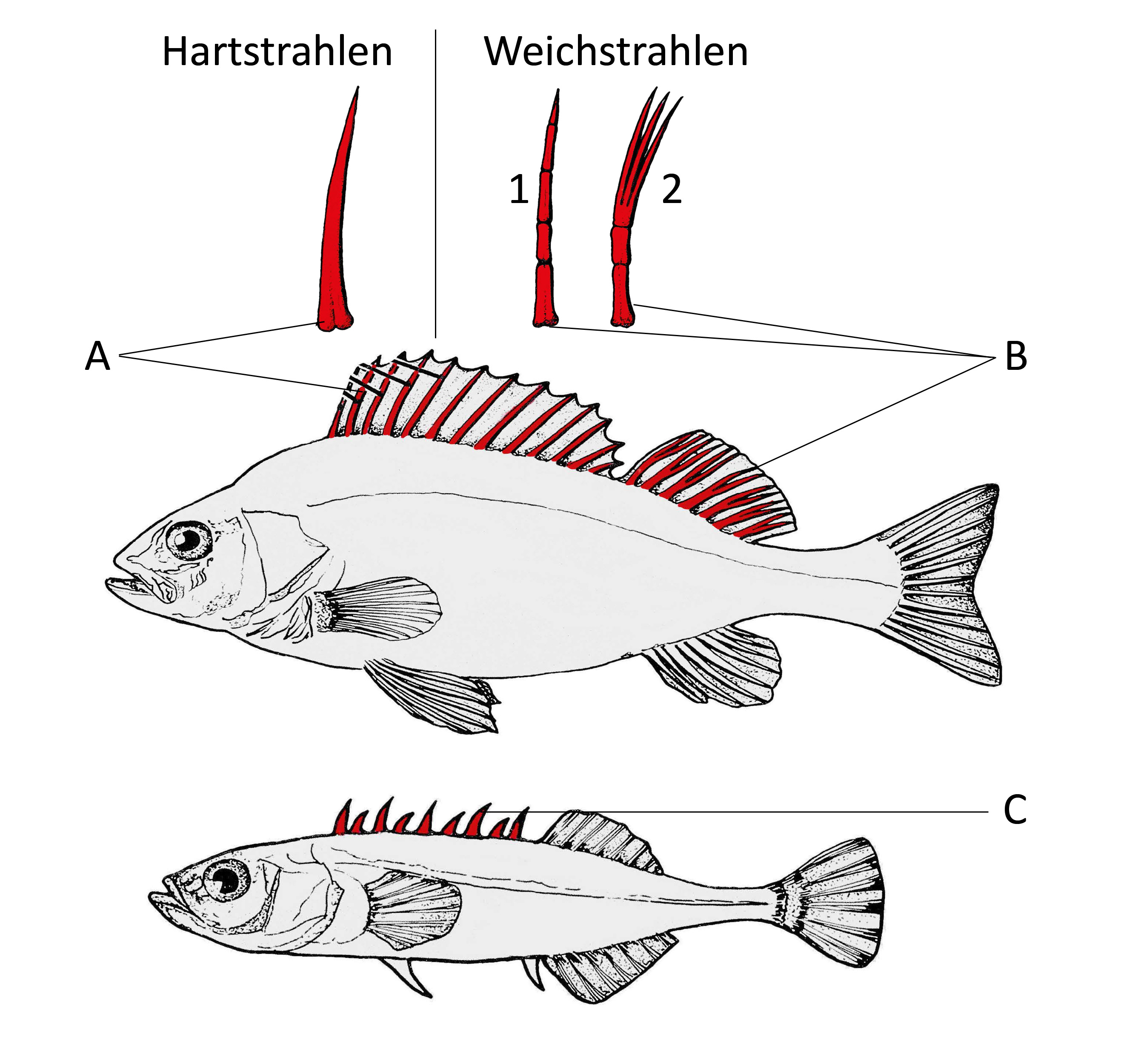 Stachel- oder Hartstrahlen und Weichstrahlen