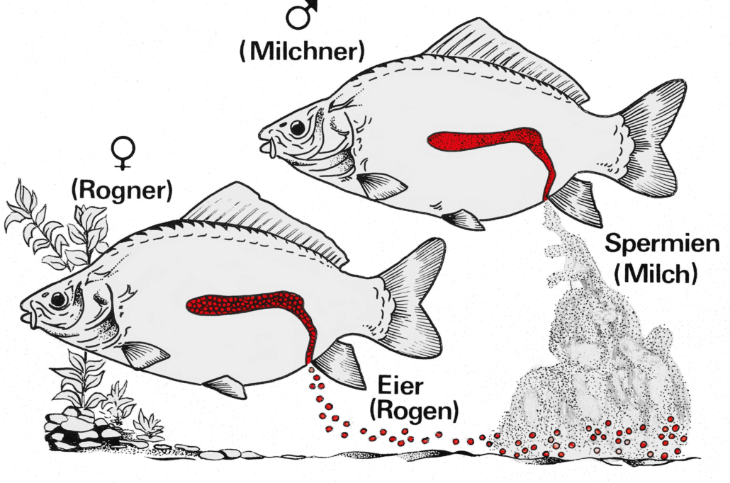 Fortpflanzungssystem der Fische