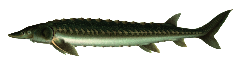 (Atlantischer) Stör, Gemeiner Stör, Nordseestör - Fisch - Heintges ...