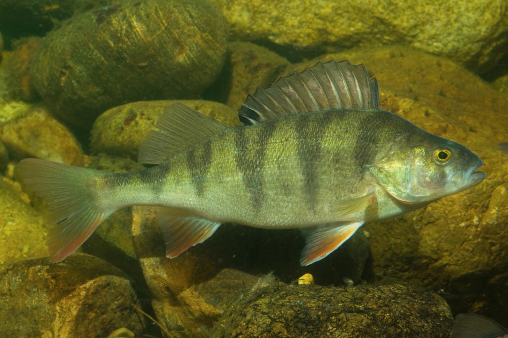 Flussbarsch, Barsch, Kretzer, Egli Fisch Heintges eLearning