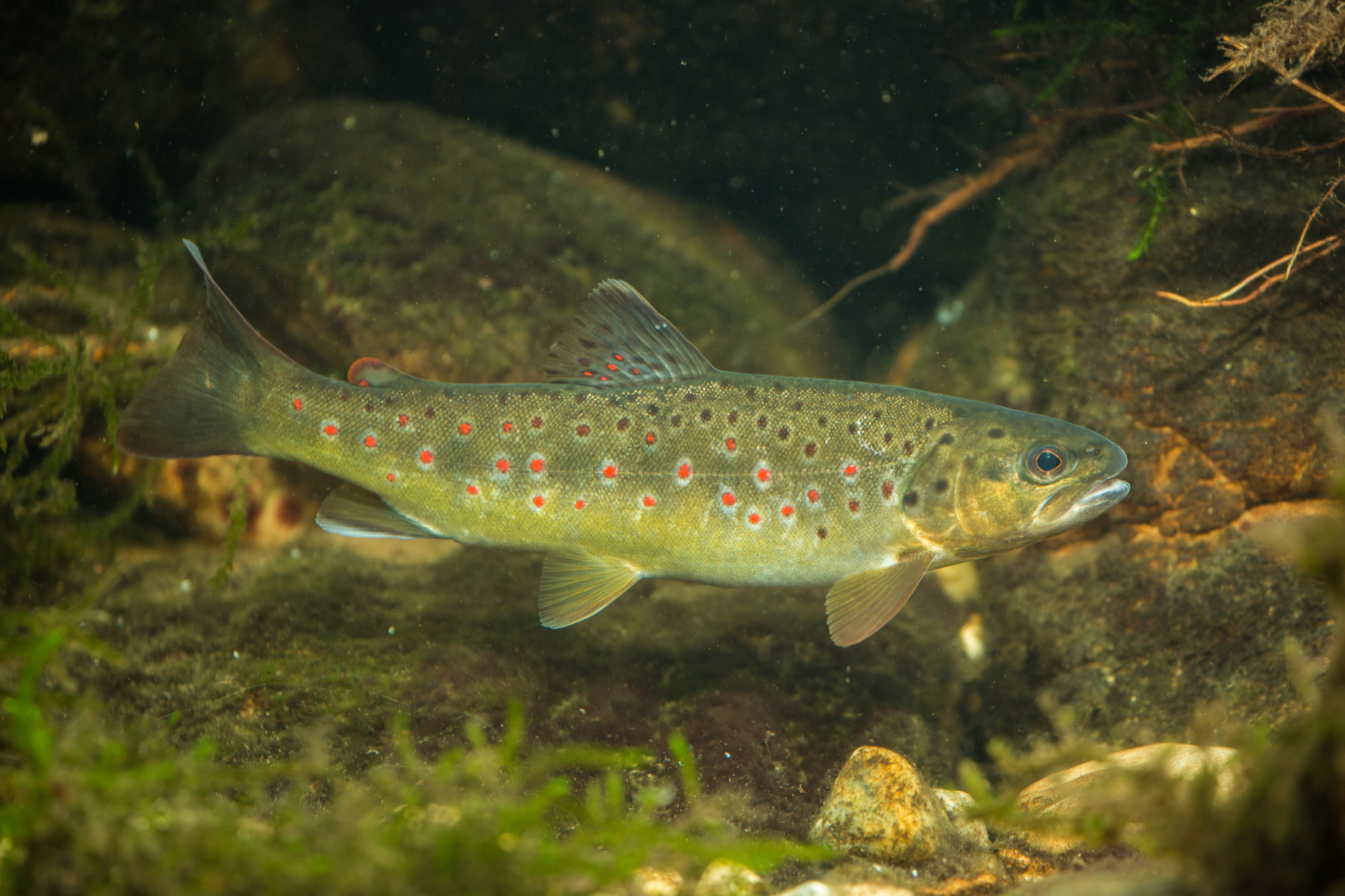 Europäische Forelle - Bachforelle, Flussforelle - Fisch - Heintges ...