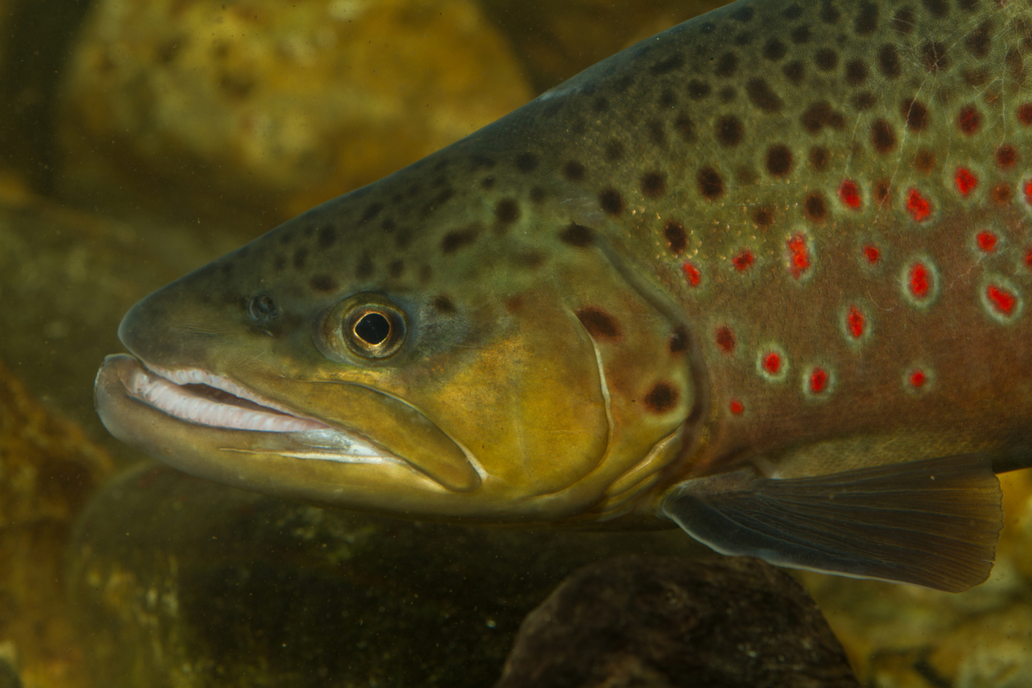 Europäische Forelle - Bachforelle, Flussforelle - Fisch - Heintges ...