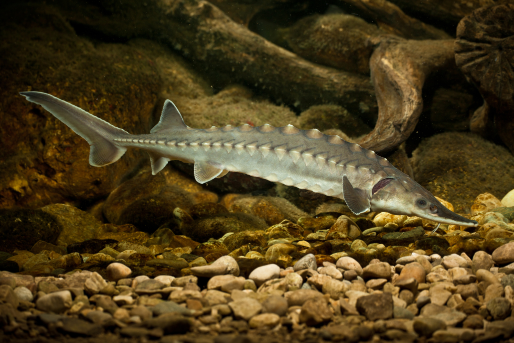 (Atlantischer) Stör, Gemeiner Stör, Nordseestör - Fisch - Heintges ...