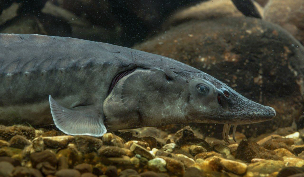 (Atlantischer) Stör, Gemeiner Stör, Nordseestör - Fisch - Heintges ...