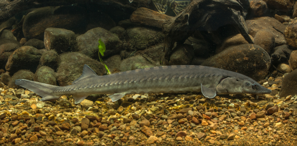 (Atlantischer) Stör, Gemeiner Stör, Nordseestör - Fisch - Heintges ...