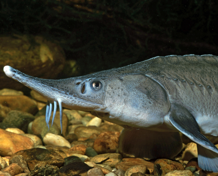 (Atlantischer) Stör, Gemeiner Stör, Nordseestör - Fisch - Heintges ...