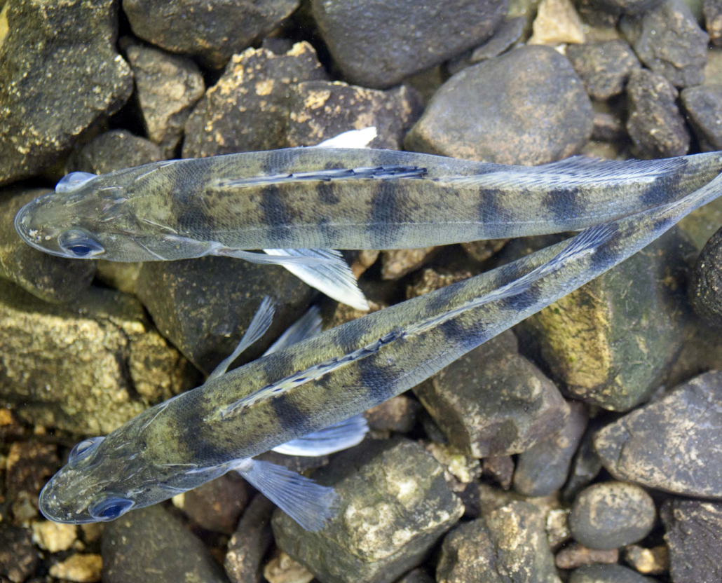 Wolgazander Fisch Heintges eLearning