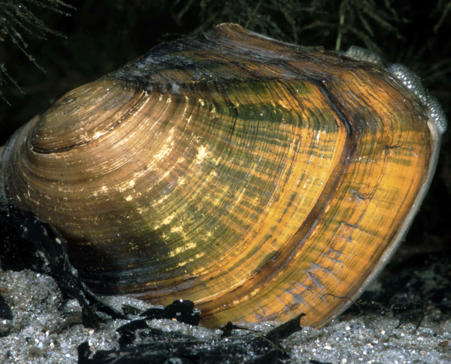 Flussmuscheln Übersicht Fisch Heintges eLearning