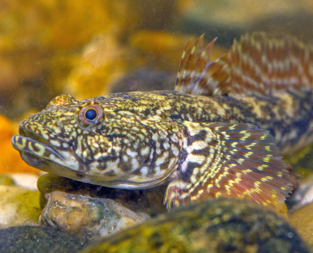KesslerGrundel Fisch Heintges eLearning