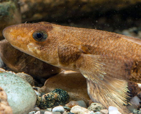 Streber Fisch Heintges eLearning