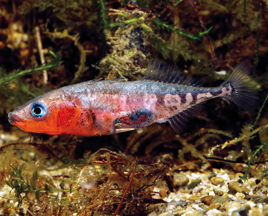 Dreistachliger Stichling, Großer Stichling Fisch Heintges eLearning