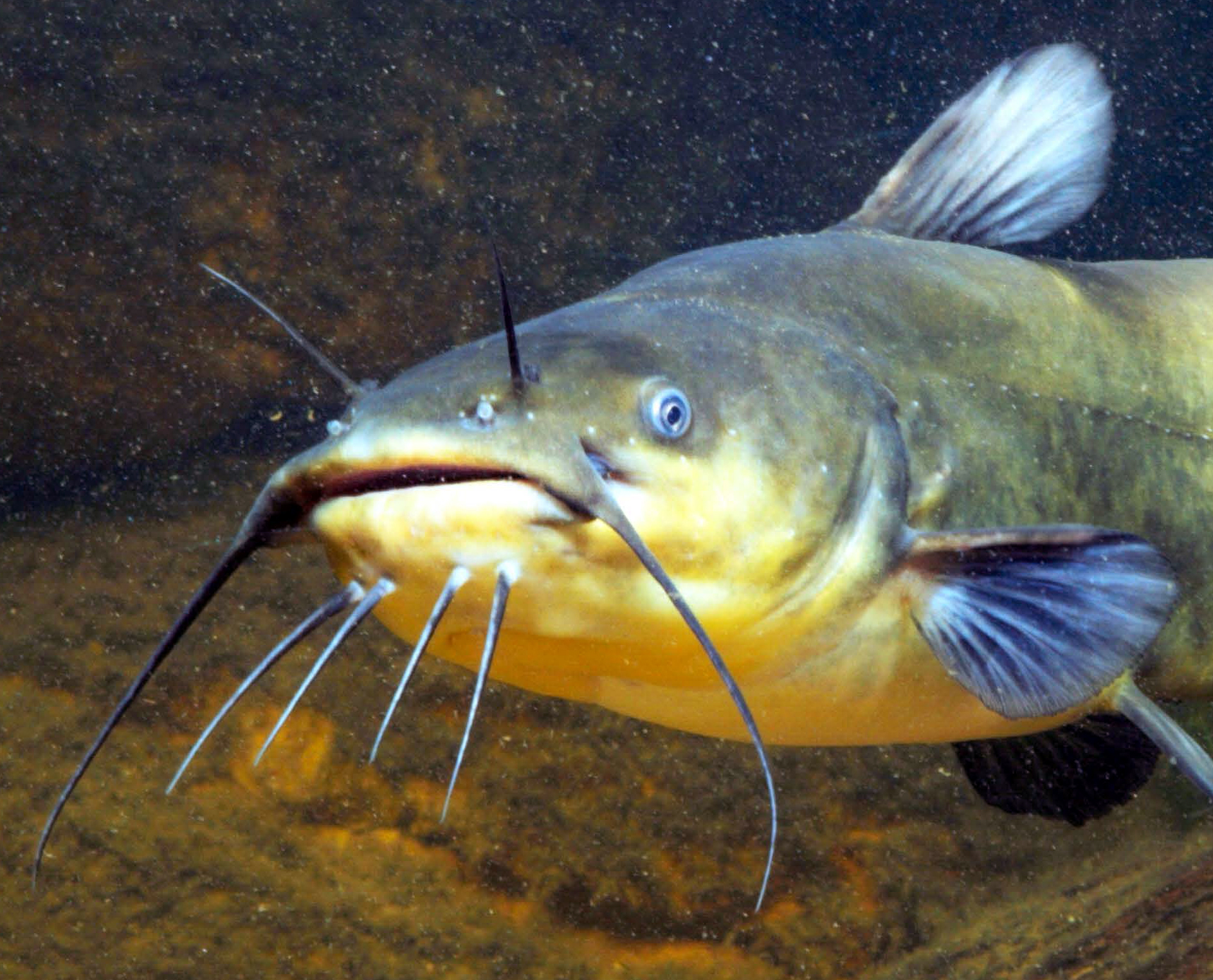 Brauner Zwergwels (Amerikanischer Wels), Katzenwels Fisch Heintges