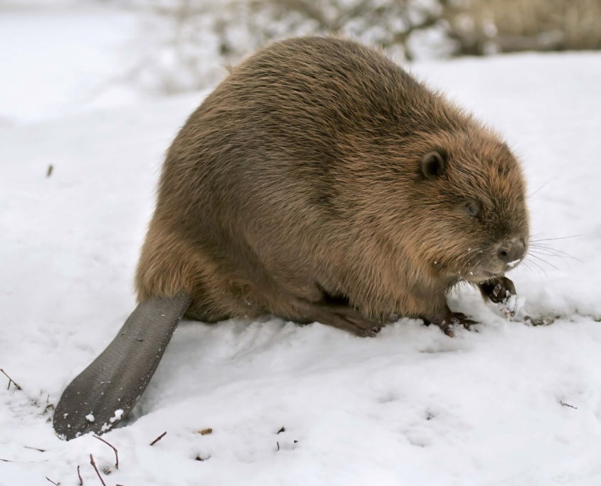 Die wichtigsten Säugetiere am Gewässer Fischotter / Biber / Nutria