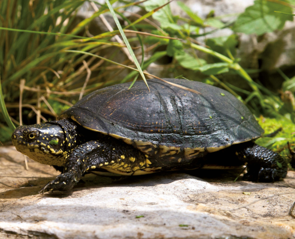 Die wichtigsten Kriechtiere (Reptilien) / Europäische Sumpfschildkröte